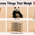 10-common-things-that-weigh-100-kg