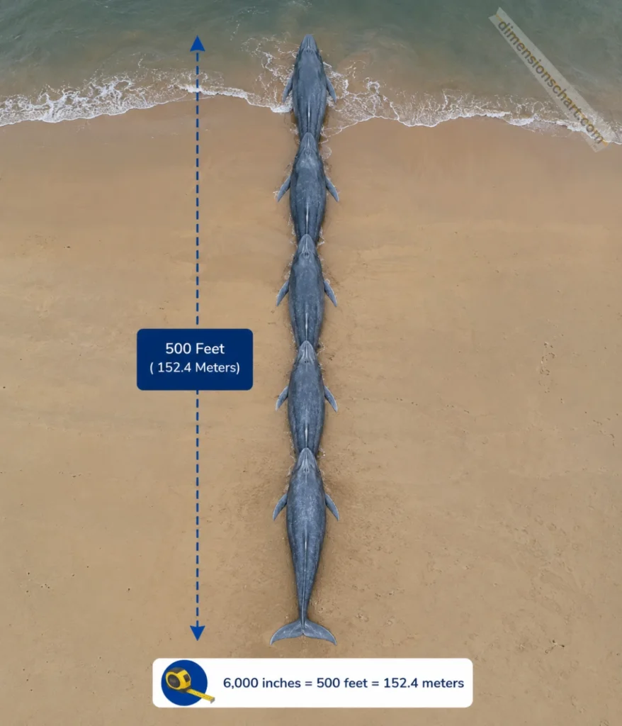 five-blue-whales-lined-up-nose-to-tail